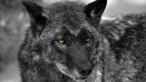 Black Wolf Images