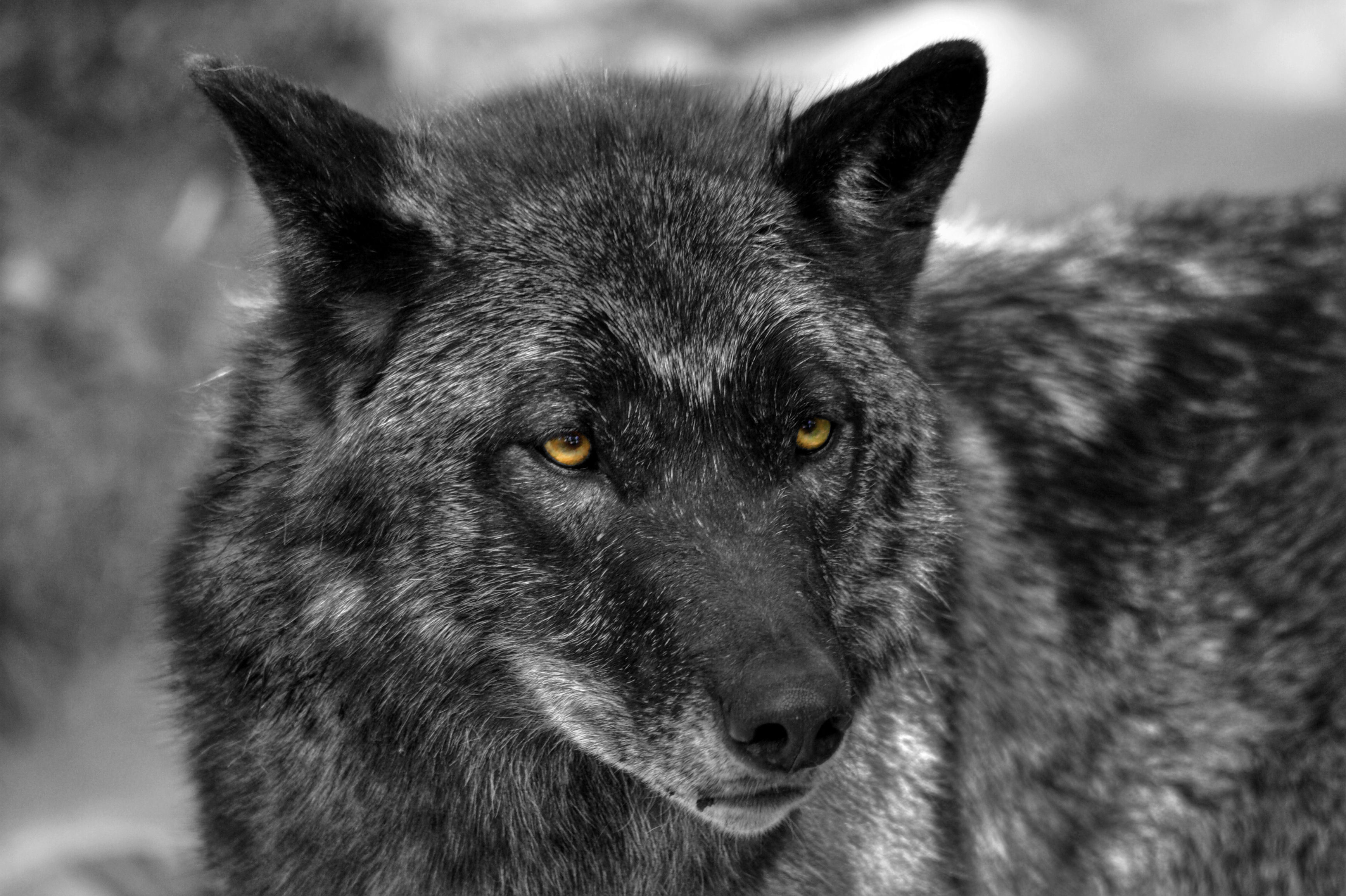Black Wolf Wallpapers Images Photos Pictures Backgrounds