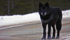 Black Wolf Wallpapers Hd