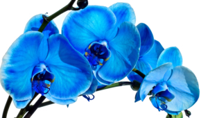 Blue Orchid Photos