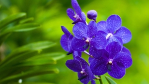 Blue Orchid Wallpapers Hd