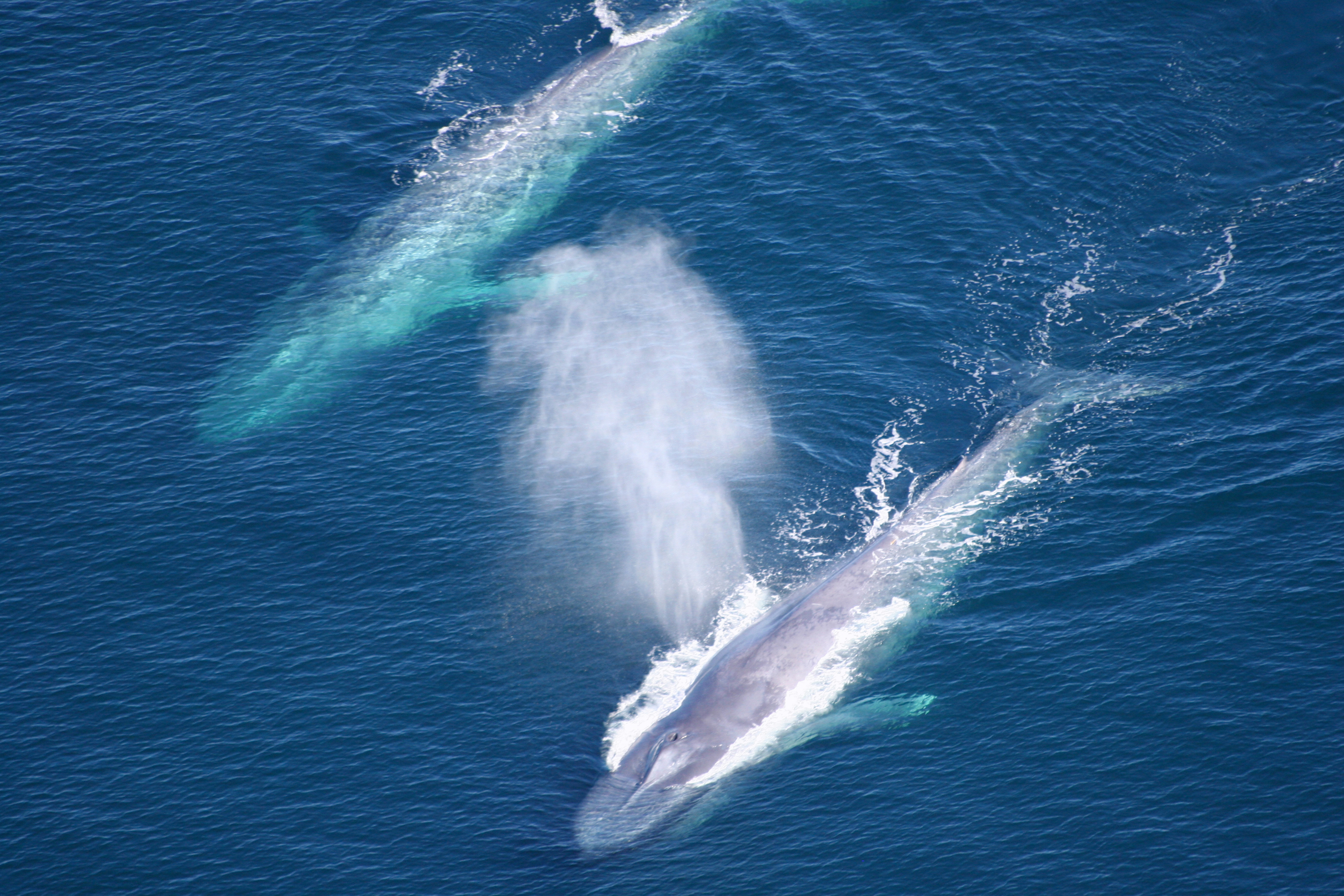Самое крупное современное животное синий кит. Синий кит самое большое млекопитающее. Синий кит (голубой кит). Голубой кит блювал. Голубой кит 33 метра.