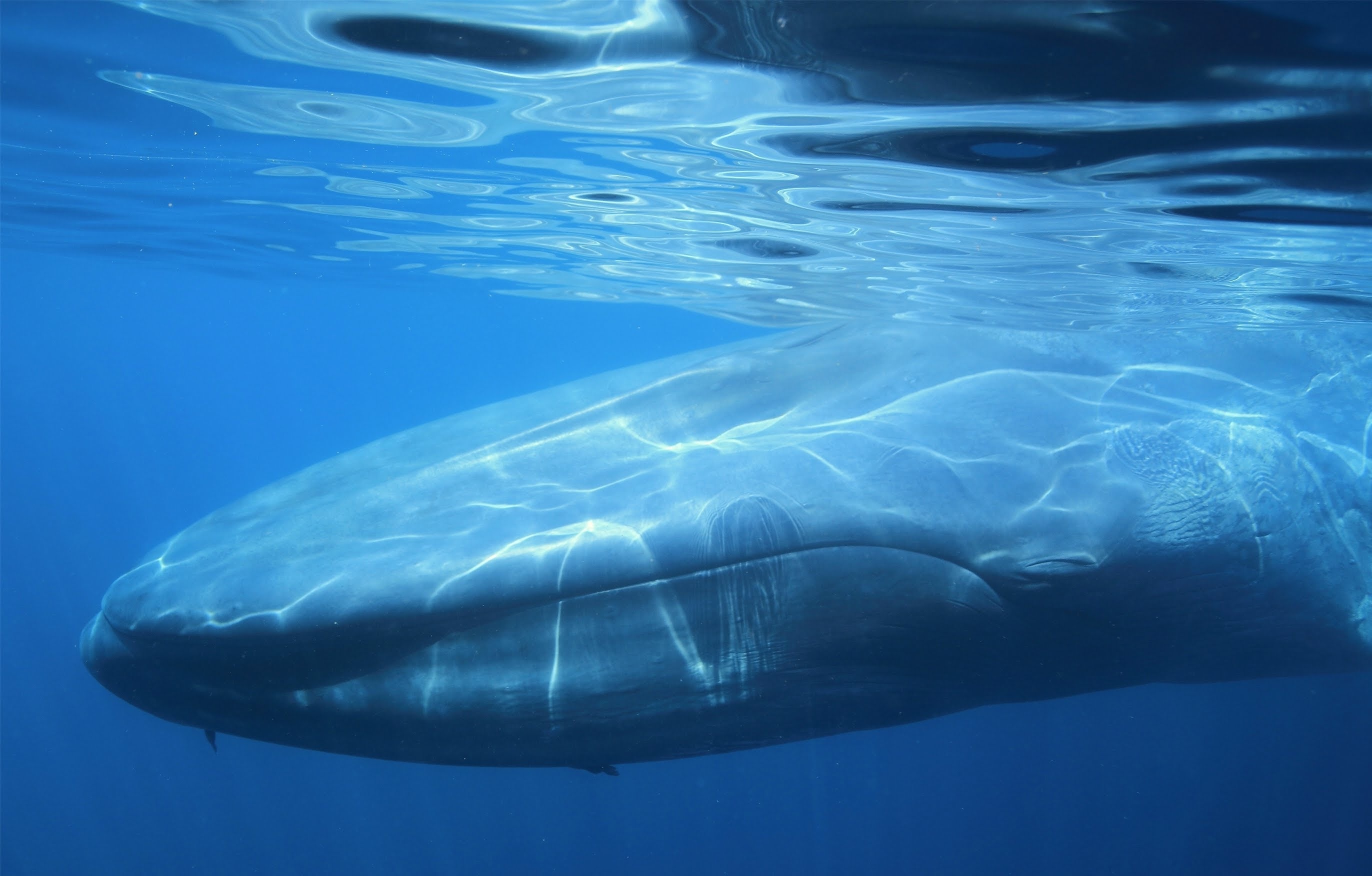 Синий кит в полный рост