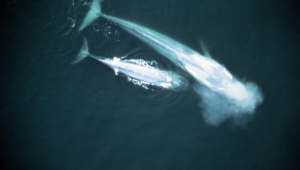 Blue Whale High Quality Wallpapers