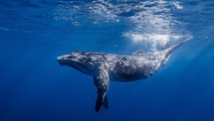 Blue Whale Widescreen