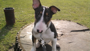 Bull Terrier High Quality Wallpapers