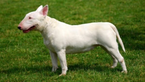Bull Terrier Widescreen
