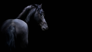 Horse Hd Wallpaper