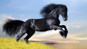 Horse Wallpaper