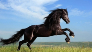 Horse Wallpapers Hd