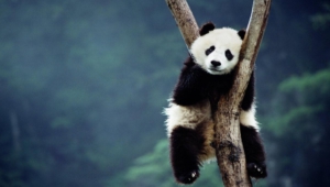 Panda Desktop