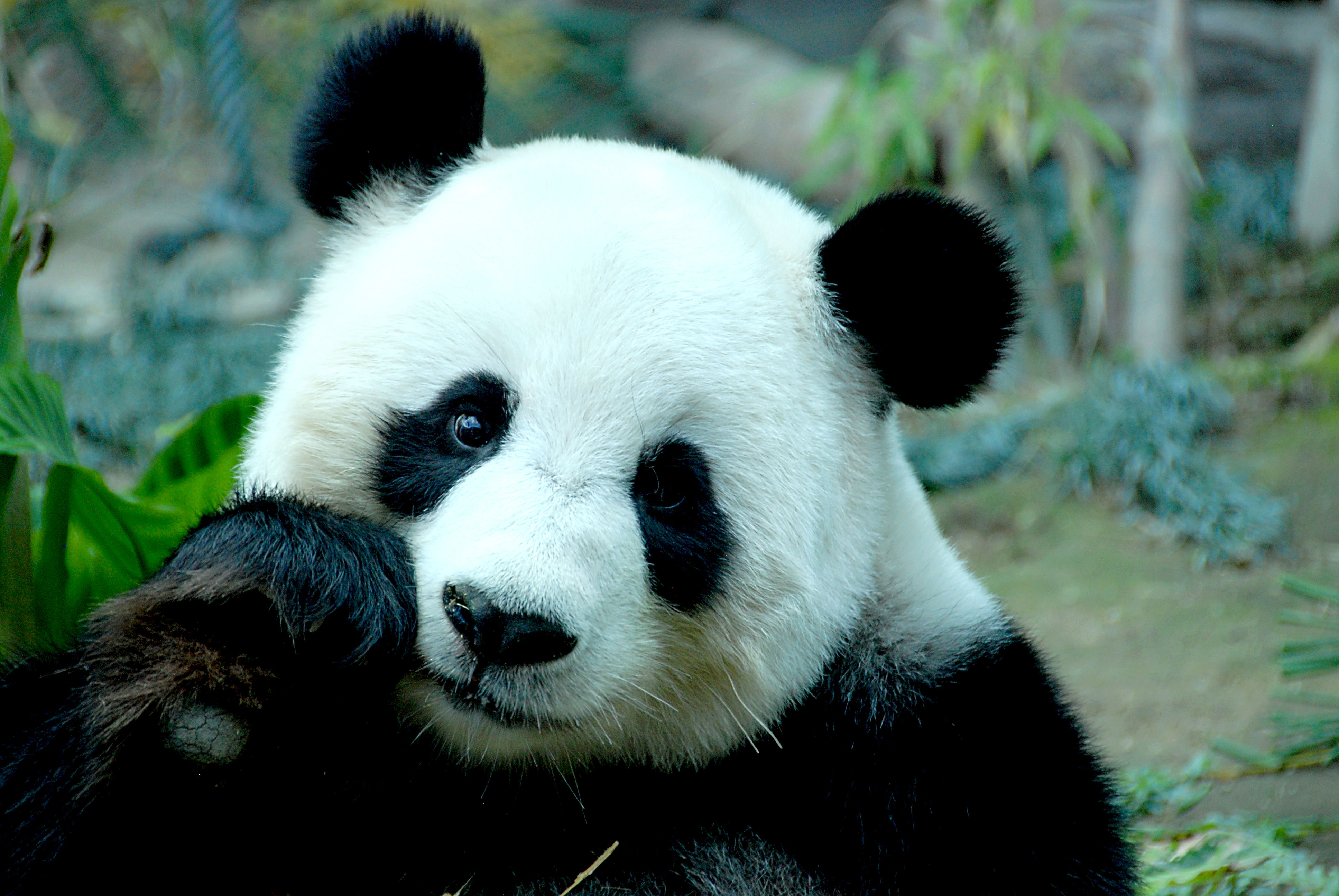 panda pictures