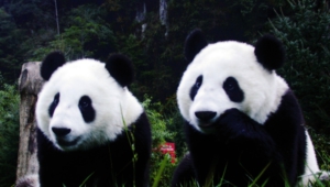 Panda Images
