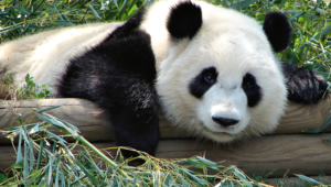 Panda Photos