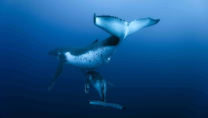 Pictures Of Blue Whale