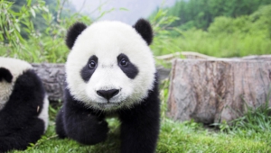 Pictures Of Panda