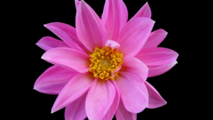 Pictures Of Pink Flower