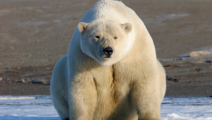 Pictures Of Polar Bear