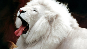 Pictures Of White Lion