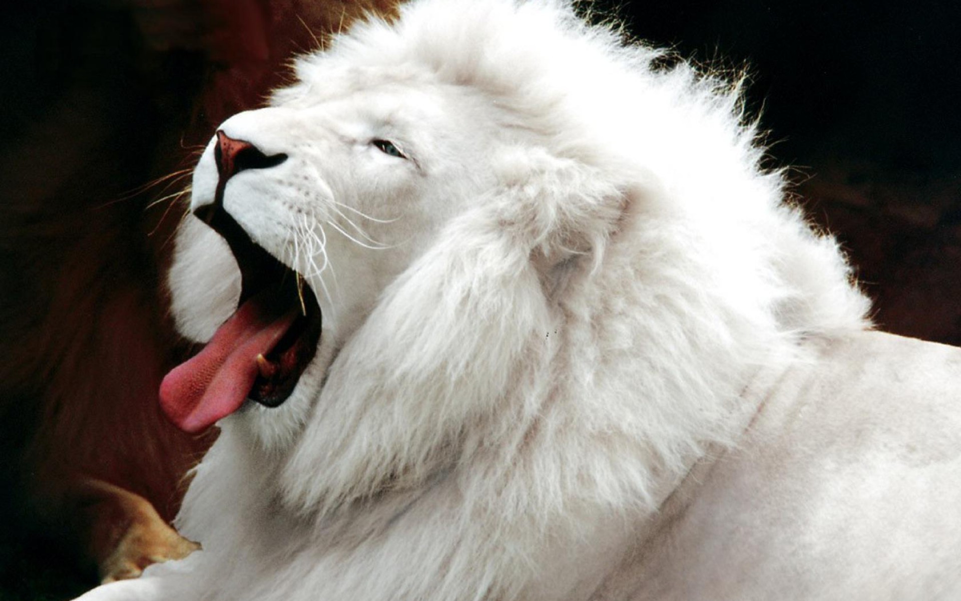Pictures Of White Lion. 