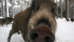 Pictures Of Wild Boar