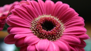 Pink Flower High Definition Wallpapers