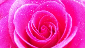 Pink Flower Widescreen
