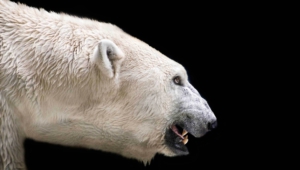 Polar Bear Computer Wallpaper
