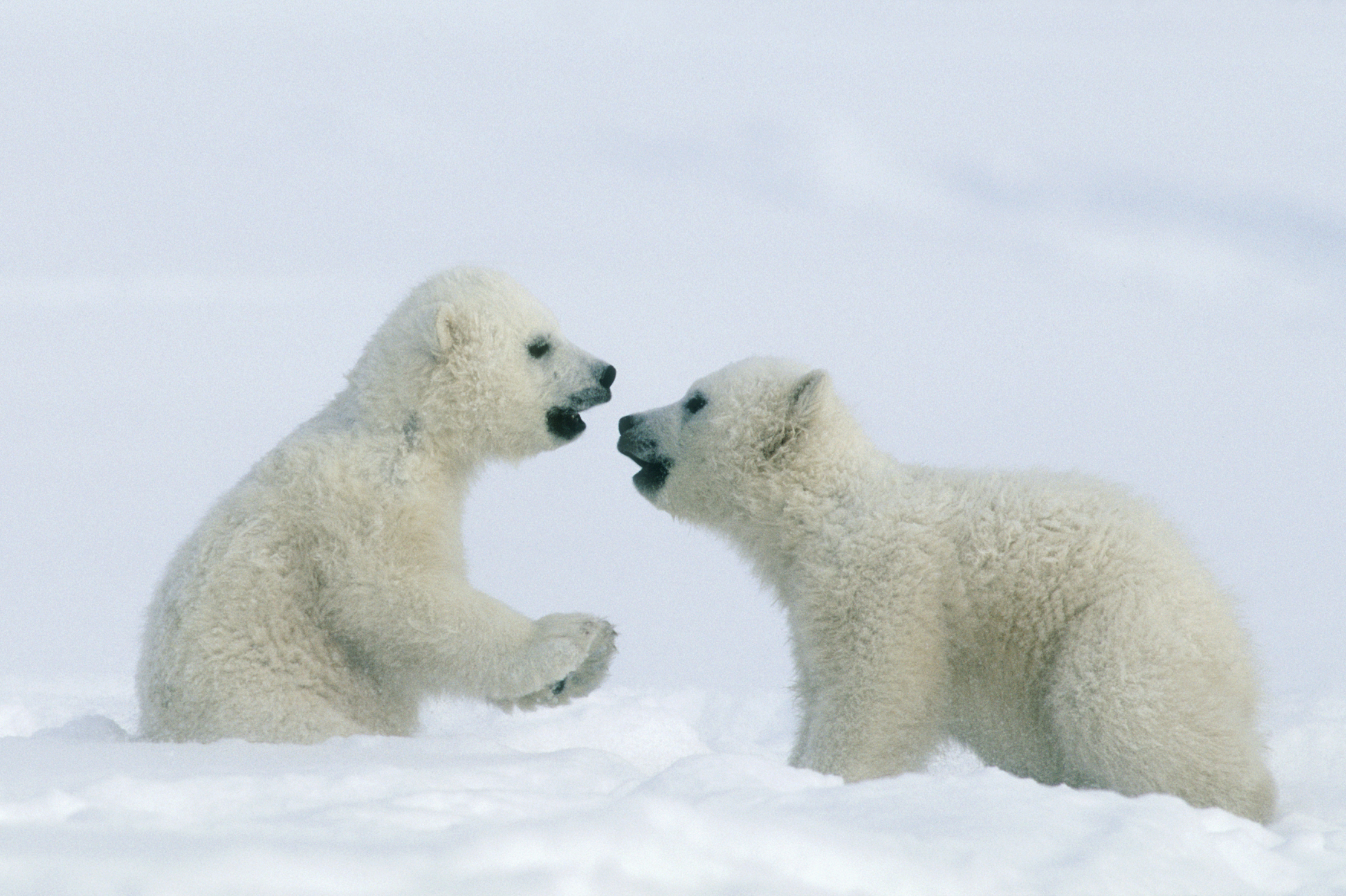 polar-bear-desktop-wallpaper