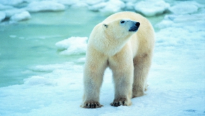 Polar Bear Hd Desktop