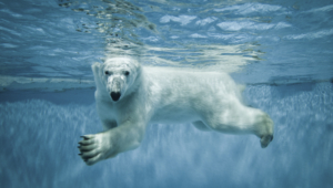 Polar Bear High Definition