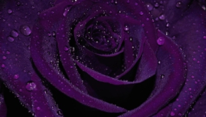 Purple Rose 4k