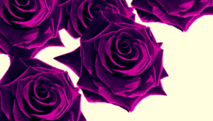 Purple Rose Desktop