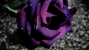Purple Rose High Definition