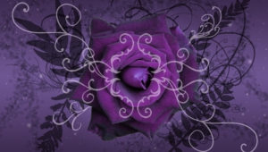 Purple Rose High Definition Wallpapers