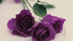 Purple Rose Images