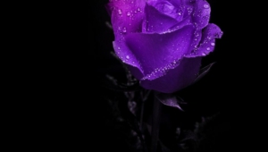Purple Rose For Desktop