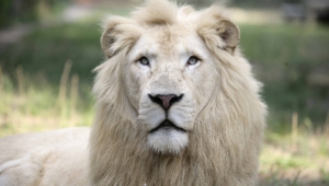 White Lion Pictures