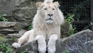 White Lion Wallpapers Hd