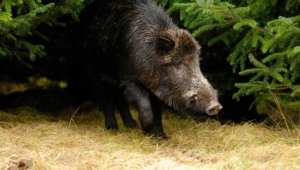 Wild Boar High Definition Wallpapers