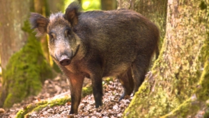 Wild Boar High Quality Wallpapers