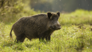 Wild Boar Images