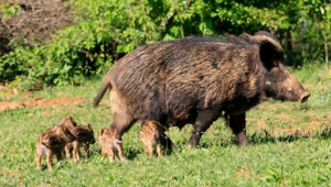 Wild Boar Pictures