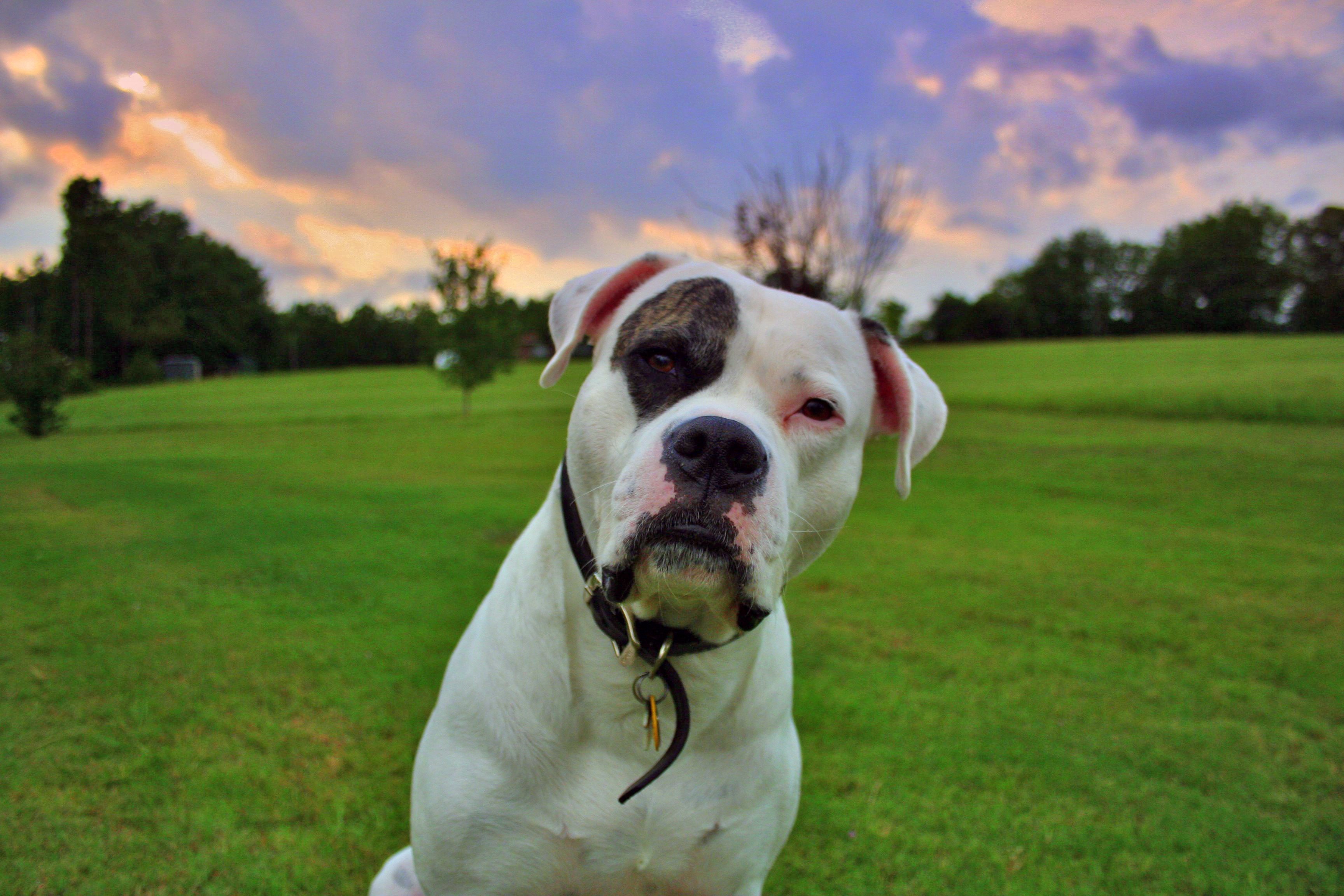 American Bulldog Wallpapers Images Photos Pictures Backgrounds