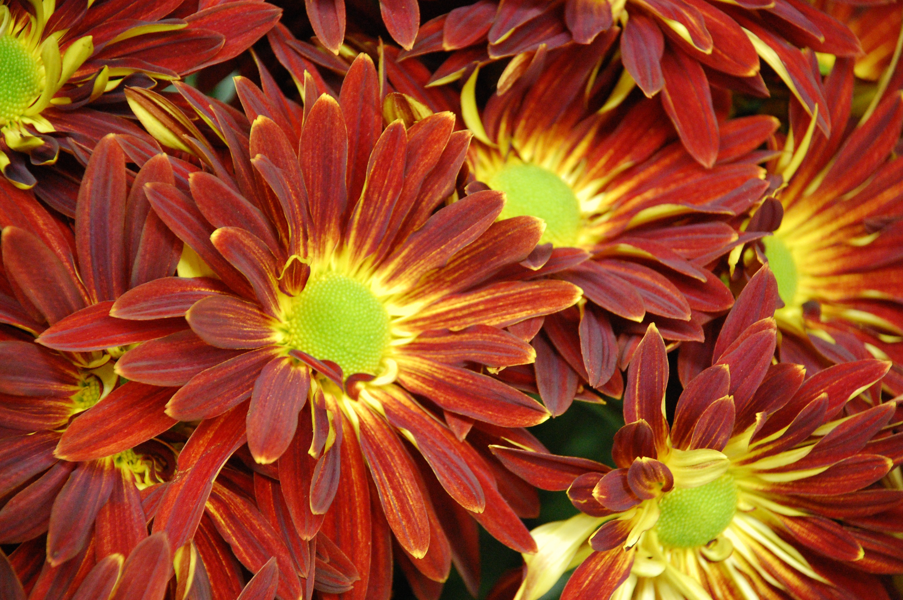 Autumn Flower Wallpapers Images Photos Pictures Backgrounds