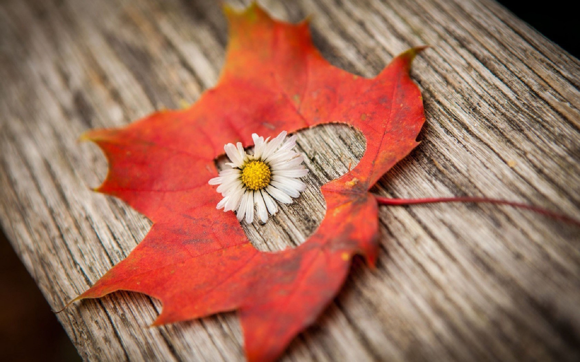 fall pictures