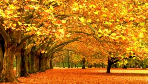 Autumn High Quality Wallpapers