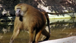 Baboon High Definition Wallpapers
