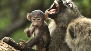 Baboon High Quality Wallpapers
