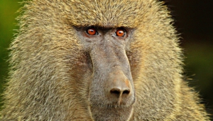 Baboon Images